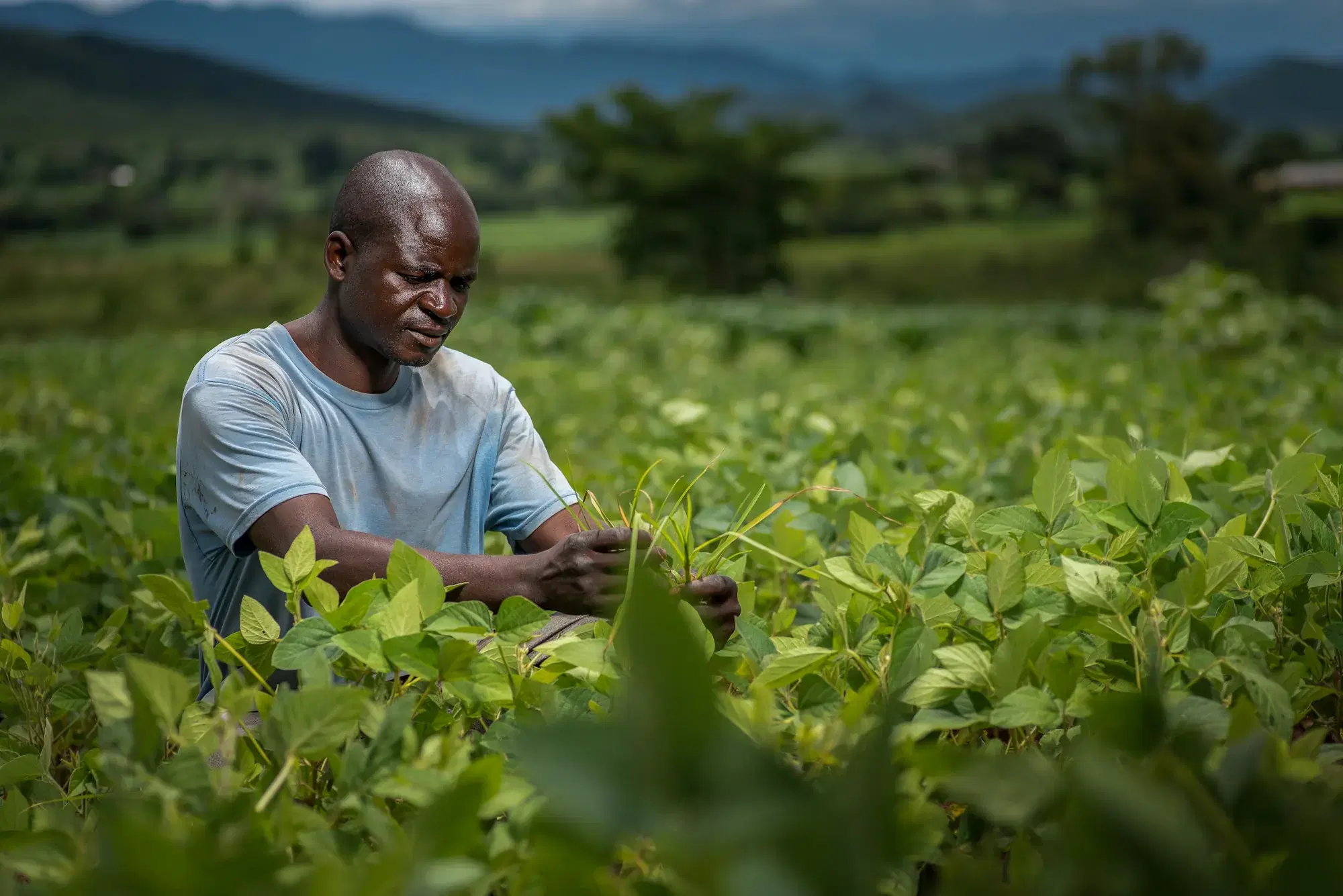 Agriculteur inspectant attentivement ses cultures dans un champ verdoyant au pied des collines